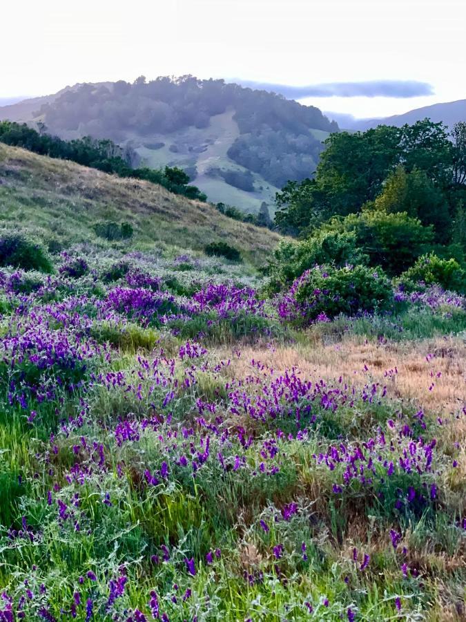 Luxury Suite With Views - San Rafael, Gateway To Sf & Wine Country Eksteriør billede